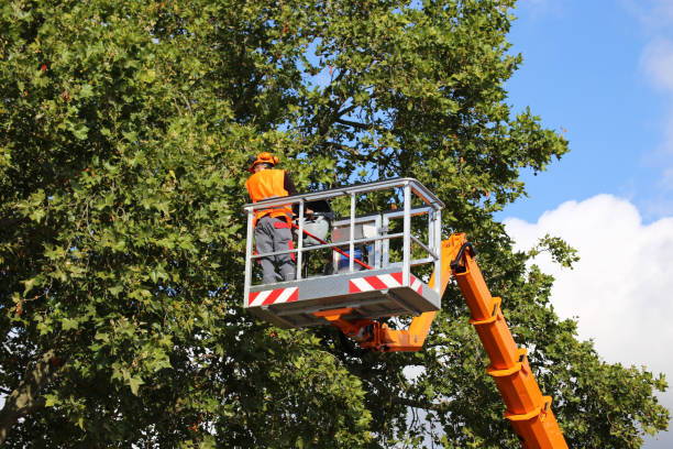 Best Tree Health Inspection  in Warm Springs, CA